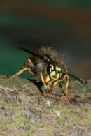 06-3519 Common Wasp (Vespula vulgaris) Queen cleaning and Showing Internal Mouth-Parts